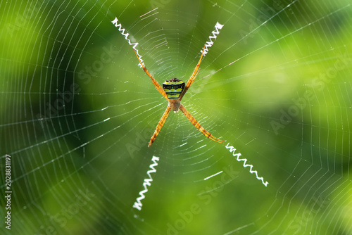 Photos A beautiful Signature Spider (Argiope anasuja) in a blurred green background, a