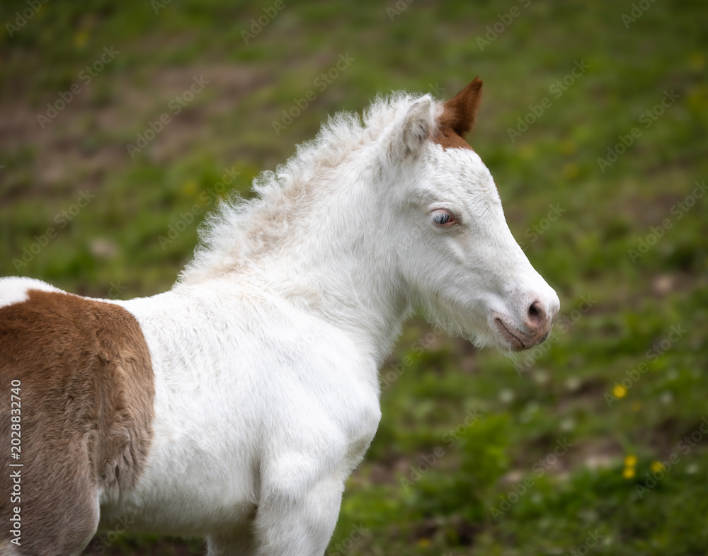 Obraz premium Pinto Icelandic Foal in Pasture