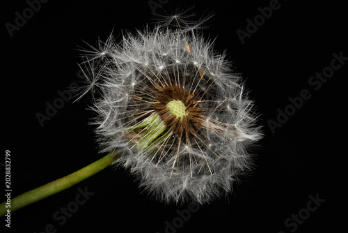 Konstfotografi Wet dandelion against a dark background. Selective focus