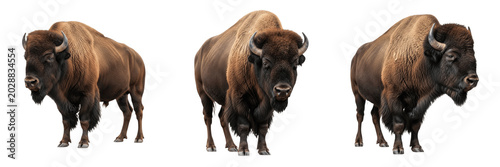 Photography Set of American Bison Buffalo Wild Animals Walking PNG Collection