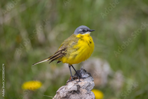 Obraz na plátne A yellow wagtail