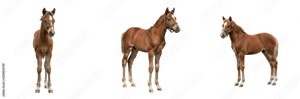 Obraz premium Set of Brown Horses Standing Purebred Stallion Profiles PNG Collection