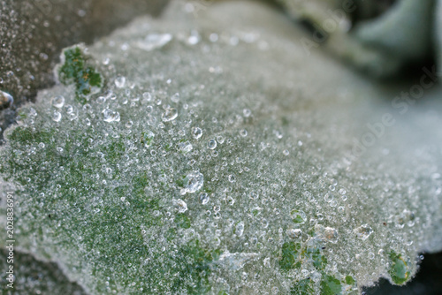 Cuadro en lienzo Macro texture of dusty miller leaf with moisture droplets