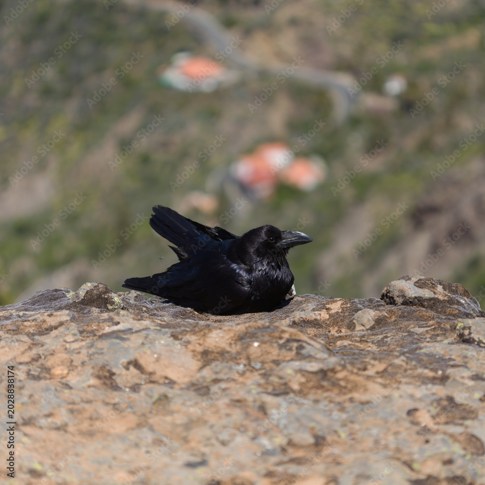 Fototapeta premium Fauna of Gran Canaria - Canary Islands Raven (Corvus corax canariensis) Perched on a Rock