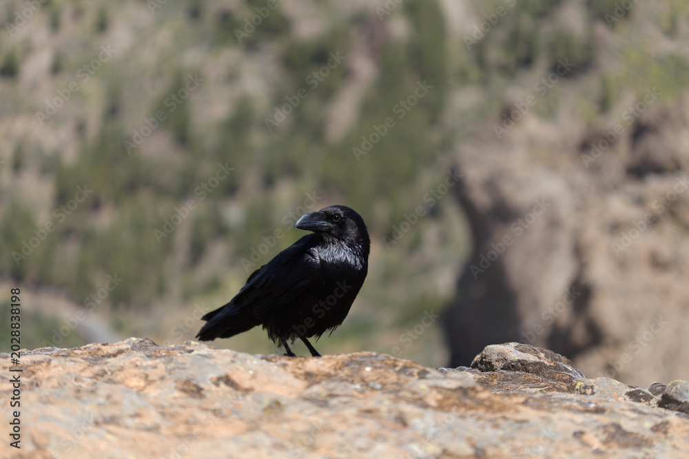 Obraz premium Fauna of Gran Canaria - Canary Islands Raven (Corvus corax canariensis) Perched on a Rock