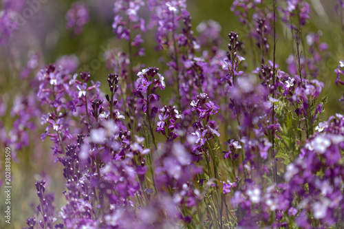 Flora of Gran Canaria - lilac flowers of crucifer plant Erysimum albescens, endemic to the island, natural macro floral background
