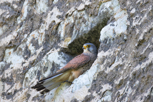 Bild auf Leinwand A kestrel in Tallinn old town in Estonia