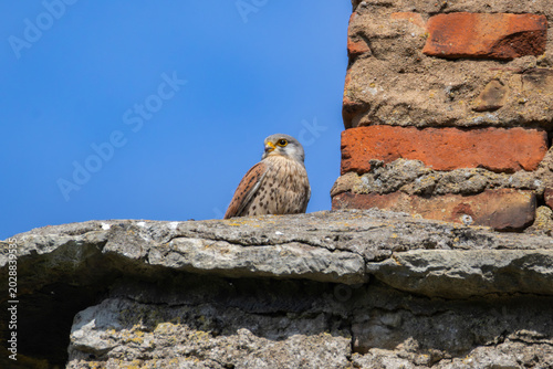 Foto A kestrel in Tallinn old town in Estonia