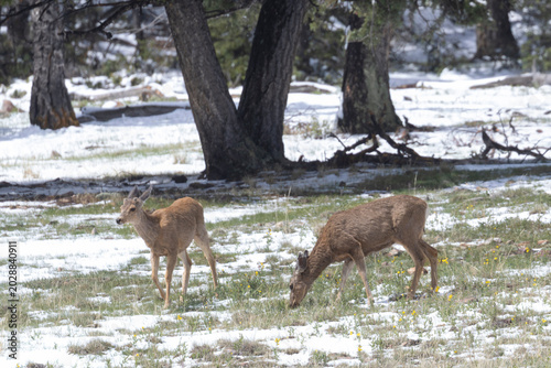 Small Herd of Mule Deer