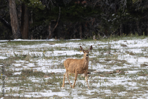 Small Herd of Mule Deer