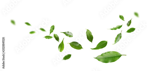 Bright green leaves flying in air against white background