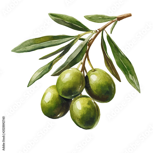 Foto watercolor draw of Olive, isolated on a white background.
