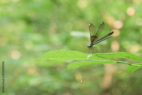 Φωτογραφία Looks like an ebony jewelwing on a leaf