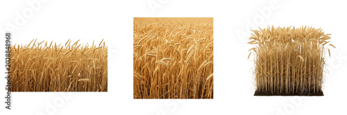 Golden Wheat Field Crops Isolated on Transparent PNG Background, Ripe Harvest Ears of Wheat for Agricultural Design, Natural Organic Grain Collection, Summer Farm Landscape Elements for Food Branding