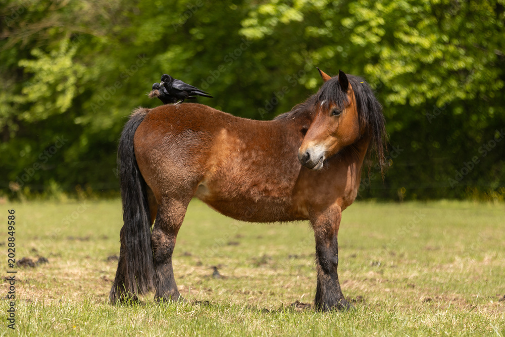 Fototapeta premium 2 Raben rupfen dem Pferd Haare aus