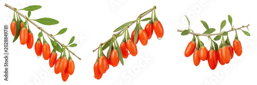 Cuadro en lienzo Fresh Goji Berries on Branches Isolated on Transparent PNG Background, Healthy O