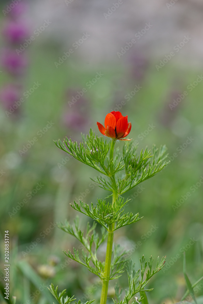 Obraz premium A vibrant red adonis flower blooming alone on its slender, green stem. A macro shot of this rare and aesthetically pleasing plant.