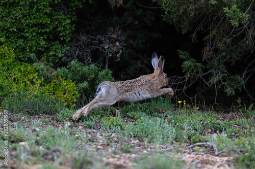 Fényképezés A dynamic moment capturing a wild rabbit leaping high into the air over green meadows at the edge of the forest