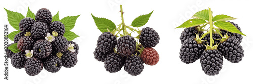 Photos Fresh Blackberry Clusters with Green Leaves and Flowers Isolated on White Backgr