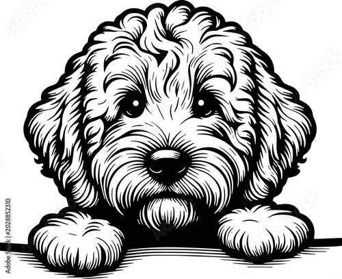 Foto shaggy Goldendoodle peeking SVG cute labradoodle puppy dog vector graphic