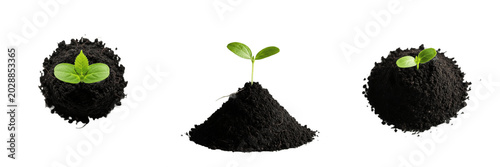 фотографія Young Green Plant Sprout Growing from Soil Mound Isolated on White Background
