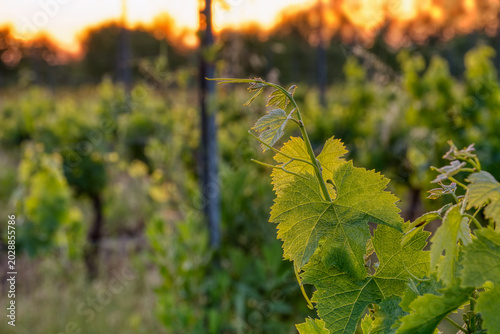 Close up of a young grapevine shoot and tendril with green leaves in a vineyard at sunset, spring growth and viticulture background