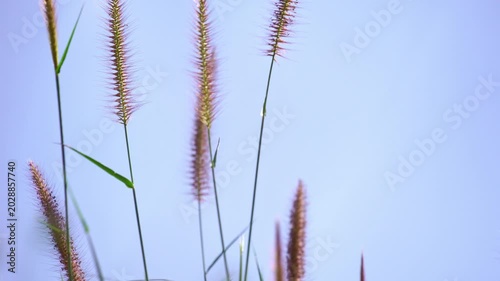 Close view of grass flowers moving softly with the wind highlights natural beauty, tranquility, and organic motion in a calm countryside environment.
