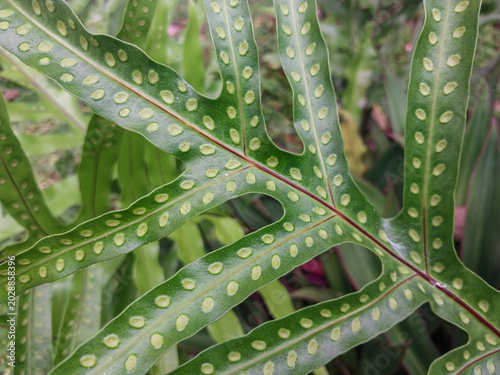 Konstfotografi Close-up of fern leaf with green spores or sori underneath