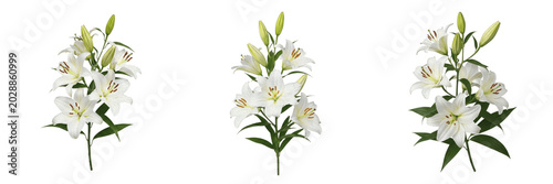 Tableau sur toile Set of Three Fresh White Lily Flower Stems Isolated on White Background, Elegant