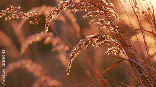 Golden hour nature serenity with warm sunlight illuminating wild grasses swaying gently in the breeze. This peaceful outdoor scene captures the tranquil beauty of a field at either sunrise or sunset, 