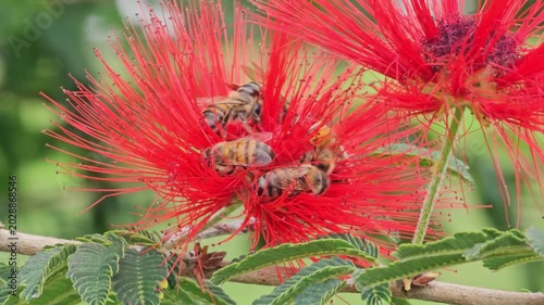 Close-up 4K footage of multiple honey bees pollinating red powder puff flowers (Calliandra haematocephala) in Cordoba, Argentina. Tropical flowering plant with active pollinators in natural environmen