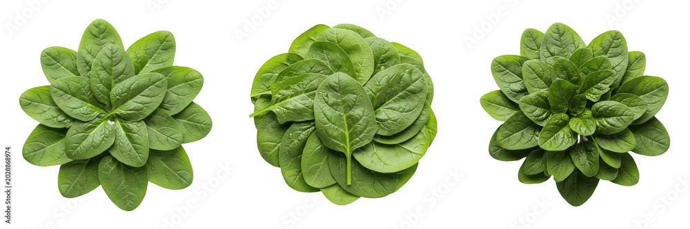 Fototapeta premium Fresh Green Spinach Leaves Arranged in Circular Floral Patterns Isolated on White Background, Healthy Organic Salad Greens, Raw Vegetable Food, Nutrition Elements, and Cooking Design Concepts
