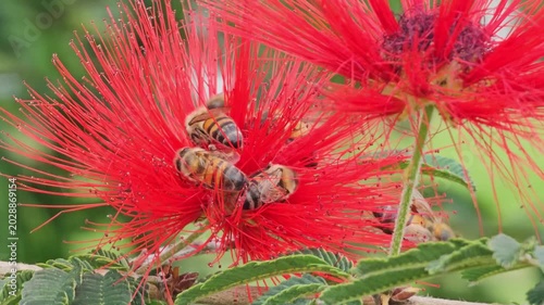 Honey bees pollinating red powder puff flower in tropical garden
