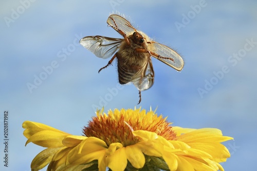 European June beetle (Amphimallon solstitiale), in flight, at a cockade flower, Germany