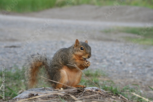 Eichhörnchen - USA
