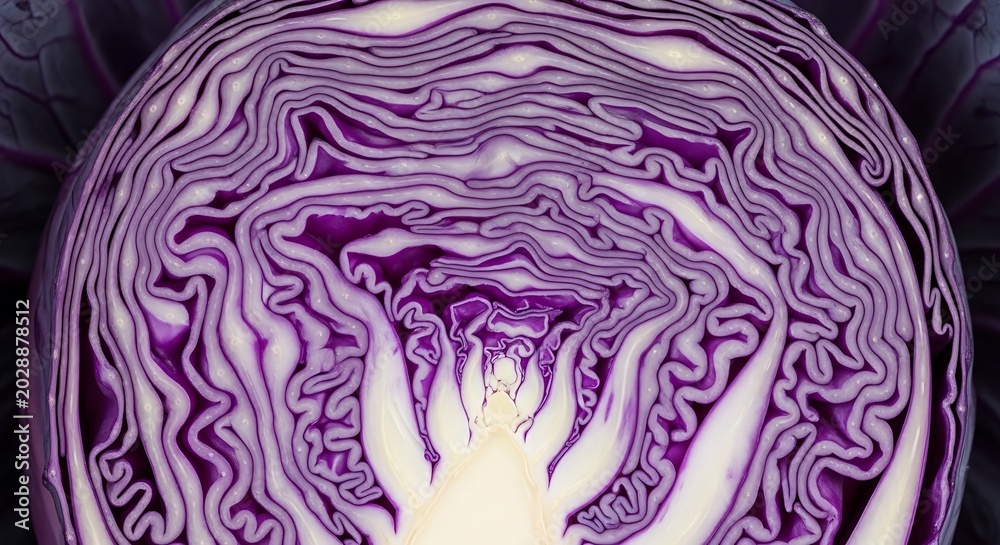 Obraz premium Vibrant Purple Cabbage Inner Layers.