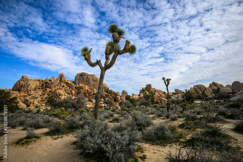 Joshua tree in the desert