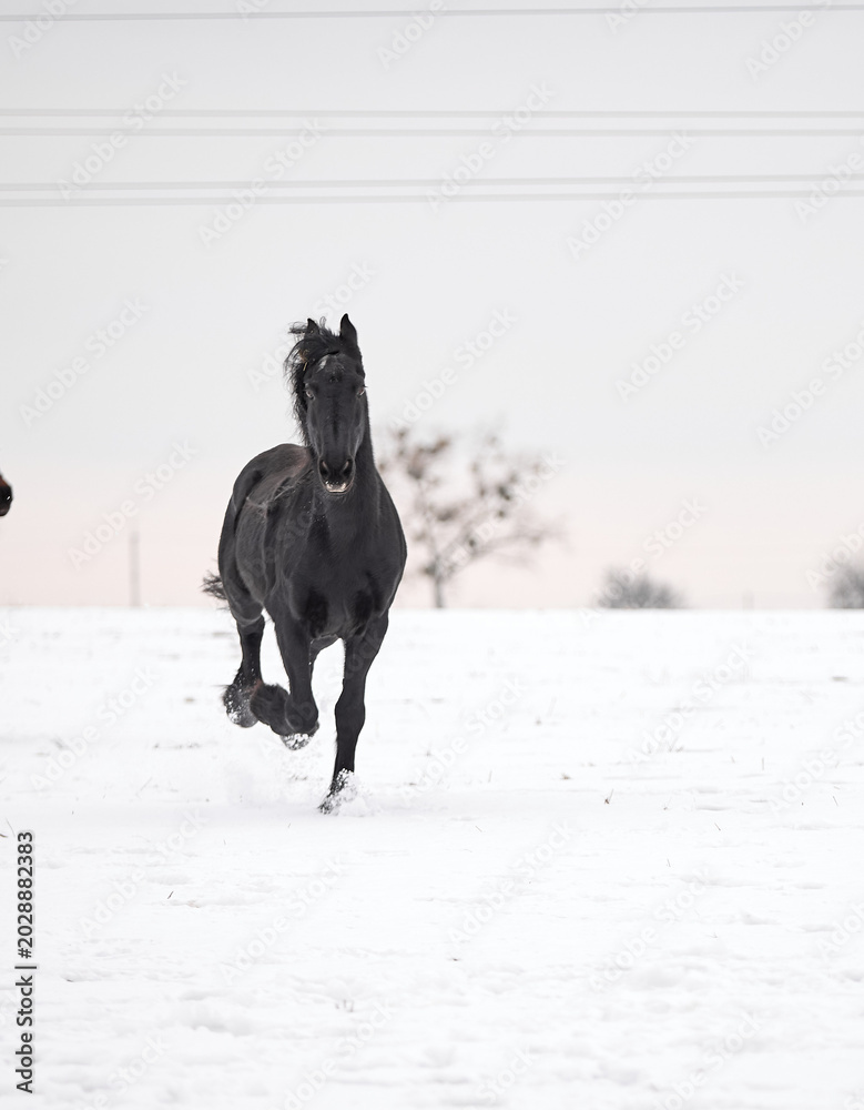 Obraz premium A beautiful Friesian stallion gallops through the snow in winter