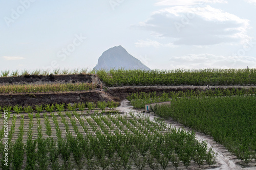 Farmland landscape with mountain silhouette in Cieza, southeastern Spain.