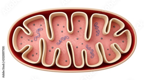Detailed cross-section illustration of a mitochondrion, the powerhouse of the cell, showcasing its inner structure and components for biological study