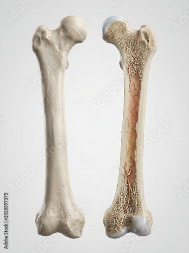 Detailed 3D render illustrating human femur anatomy, showcasing both an intact thigh bone and a longitudinal cross-section revealing its internal structure with marrow