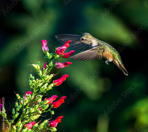 Bild auf Leinwand A Broad tailed Hummingbird female sipping nectar from a plant called Scrophularia macrantha, more commony known as Red Birds in a Tree, a hardy, drought tolerant plant hummingbirds love