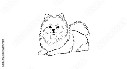 Quadro su tela Pomeranian Dog Line Drawing