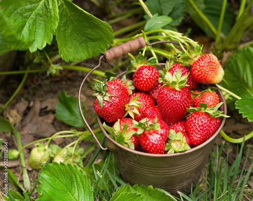 Принти на полотні Fresh ripe homegrown organic strawberries in a small bucket grown in containers