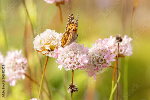 Fotografía Mariposa Vanessa de los cardos Vanessa cardui posada o polinizando Clavelinas