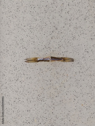 Photos Dried koryushka fish pieces creatively arranged to form a clear horizontal line,