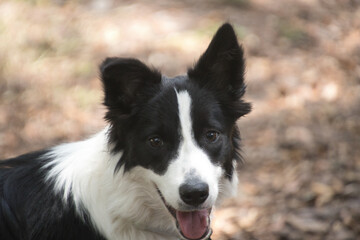 border collie puppy