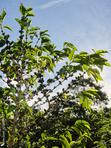 A coffee plant silhouetted against the light in Boquete, Panama