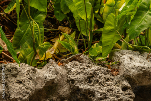 Φωτογραφία Brown anole on Islamorada, Florida Keys, feasting on a piece of fruit