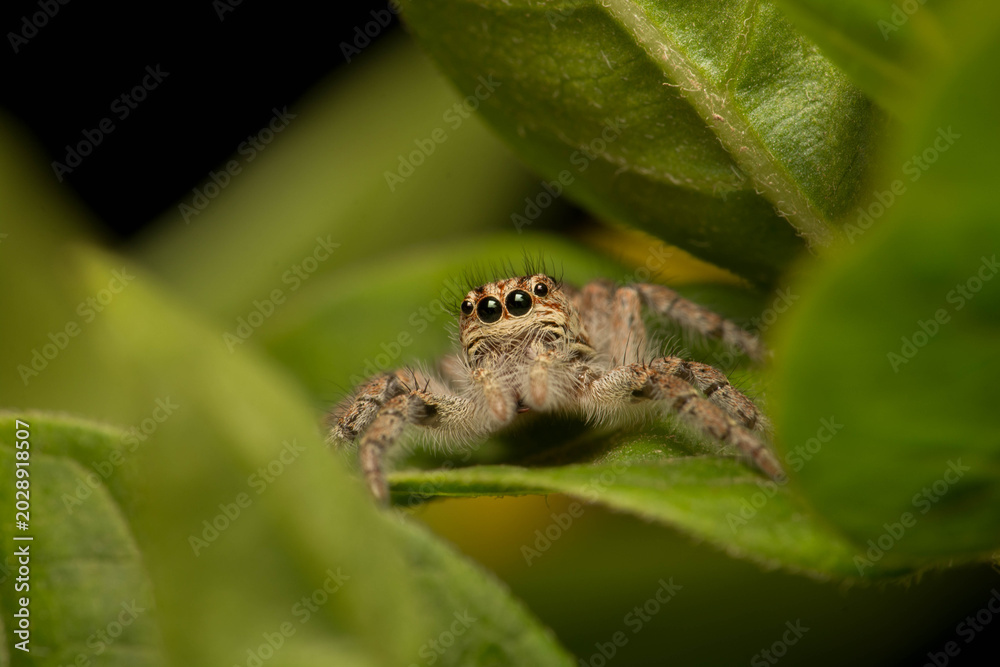 Obraz premium spider on a leaf
